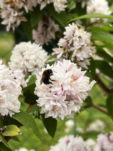BOURDON sur Seringat blanc. Jardin, 2 juin 2024. '' Douce pollinisation ''. ORPHÉE HENRY DECORMEILLE